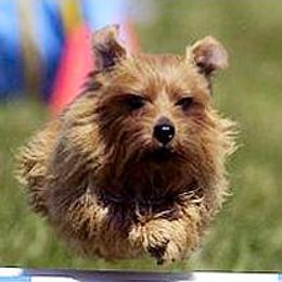 Norfolk Terriers and Pugs from Locklan Kennel