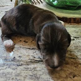 Cyclone - Dapple male Dachshund puppy in Franklin, West Virginia from Long Mountain Long Dogs