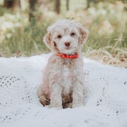 Pink Girl - Cream female Cockapoo puppy in Missoula, Montana from Big Sky Cockapoos