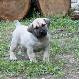 Rainbow Collar - Fawn female Boerboel puppy in Manitowoc, Wisconsin from Mae Boerboel
