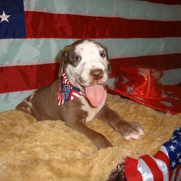 Great Dane Puppies from Guilty Pleasure Great Danes