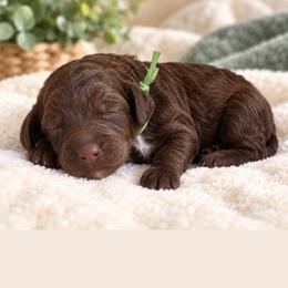 Snickers - Chocolate male Goldendoodle puppy in Surprise, Arizona from Gentle Paw Poodles and Doodles