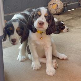 English Springer Spaniel Puppies from Desert Shadow Springers