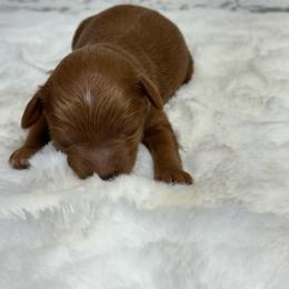Mickey - Red  male Goldendoodle puppy in Nortonville, Kentucky from Deb’s KY Doodles