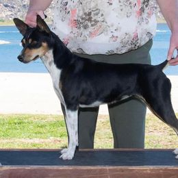 Bee - Rat Terrier