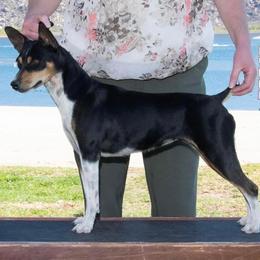 Bee - Rat Terrier