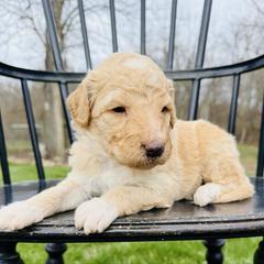 Butter Pecan - Apricot female Pyredoodle puppy in Bowling Green, Ohio from FDF Pyredoodles & Bernedoodles