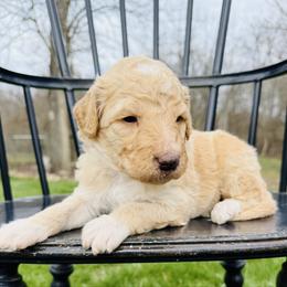 Butter Pecan - Apricot female Pyredoodle puppy in Bowling Green, Ohio from FDF Pyredoodles & Bernedoodles