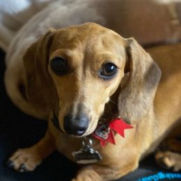 Dachshunds from Peggy Scearce's Dachshunds