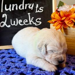 Tundra - Light golden male Golden Retriever puppy in Doniphan, Missouri from Stockford’s Golden Retrievers