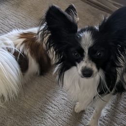 Papillons from Shirley's Papillons