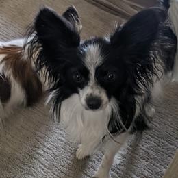 Papillons from Shirley's Papillons