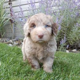 Calvin - Merle male Labradoodle puppy in Millersburg, Ohio from My Pals
