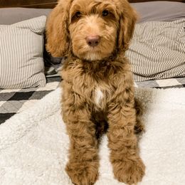 Goldendoodle Puppies from Magic Valley Goldendoodles