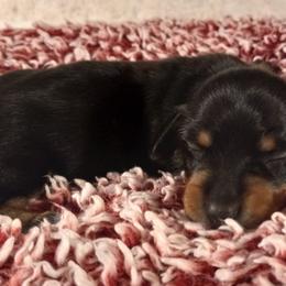 Dachshund Puppies from Jana Rae's