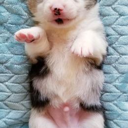 American Corgi and Pembroke Welsh Corgi Puppies from Whimsical Treasure Corgis