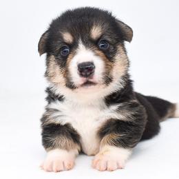 Link - Black and tan male Pembroke Welsh Corgi puppy in San Antonio, Texas from Moxxi's Legacy Corgis