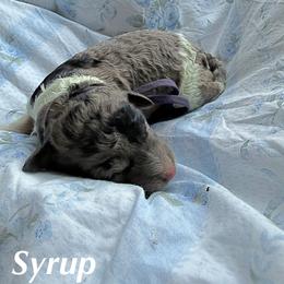 Syrup - Merle female Goldendoodle puppy in Atlantic Beach, Florida from Glamorous Golden Doodles