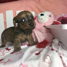 Taylor - Brindle female Dachshund puppy in Lake City, Florida from My Ditzy Doxies of Florida