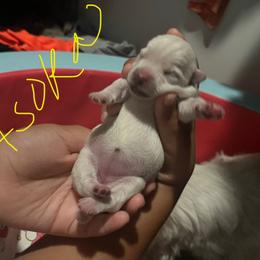 Aspka - White female West Highland White Terrier puppy in New Orleans, Louisiana from Amazing Grace Westies