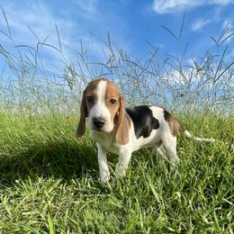 Dock - Black white and tan male Beagle puppy in Katy, Texas from Houston’s Howlin’ Hounds