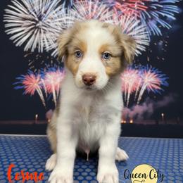 Cosmo - Red merle male Australian Shepherd puppy in Falmouth, Kentucky from Queen City Farm