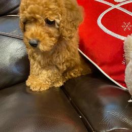 Poodle Puppies from Alstartoypoodle