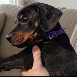 Hazel - Black and rust female Doberman Pinscher puppy in Wellington, Ohio from Jessie (TDD, llc)