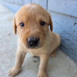 Purple Girl - Yellow female Labrador Retriever puppy in Elk Grove, California from Labrador Trails