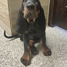 Black and Tan Coonhound Puppies from Classic Coonhounds