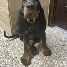 Black and Tan Coonhound Puppies from Classic Coonhounds