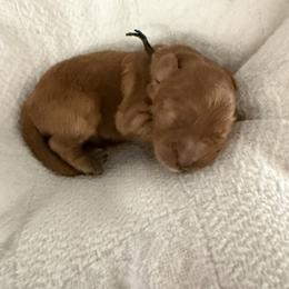Mr Black - Red male Cavapoo puppy in Nampa,, Idaho from Clig Doodle Days