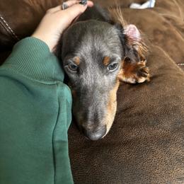 Beans - Gray (blue) and tan male Dachshund puppy in Overbrook, Kansas from The Greyline Dogs