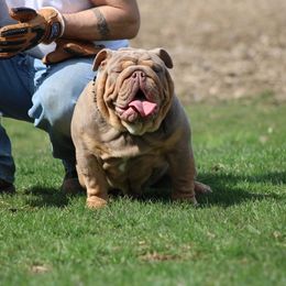 Bulldog All Grown Up from M-151 Bulldogs