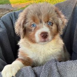 Dottie May - Red merle female Miniature American Shepherd puppy in Allentown, Pennsylvania from Great Companions MAS -Pennsylvania