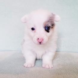 American Corgi and Pembroke Welsh Corgi Puppies from Whimsical Treasure Corgis