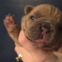 Vixie - Fawn female French Bulldog puppy in Tonawanda, New York from Vivante French Bulldogs