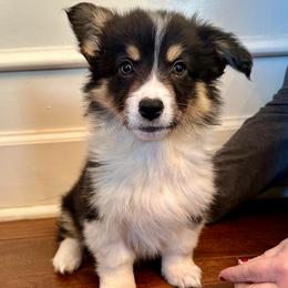 Pink collar Girl Holly - Black and tan female Pembroke Welsh Corgi puppy in Paris, Kentucky from Flat Run Corgis