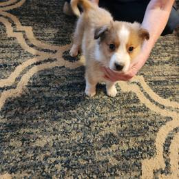 Ruthie - Sable female Working Dog Cross puppy in Nevada, Missouri from Briarwood Collies