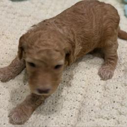 Gracie - Red  female Goldendoodle puppy in Maricopa, Arizona from AZ Designer Goldendoodles