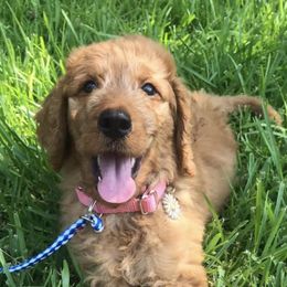 Goldendoodles from The Ruff and Fluff