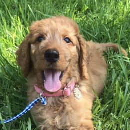 Goldendoodles from The Ruff and Fluff