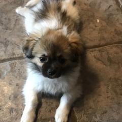 Tibetan Spaniels and Wirehaired Pointing Griffons from Timoria Kennels