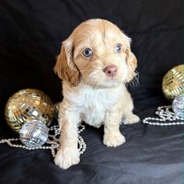 Vixen - Golden male Cockapoo puppy in Bronson, Florida from Tabler Family Puppies