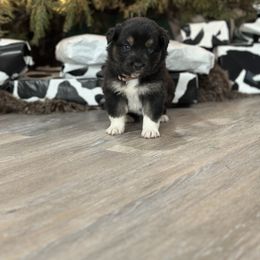Australian Shepherd Puppies from Ace-High Australian Shepherds