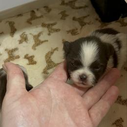 Girl 2 - Chocolate parti female Pomeranian puppy in Maplefalls, Washington from Snow peak poms