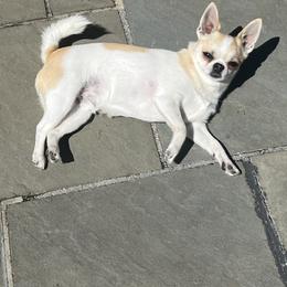 Chihuahua All Grown Up from Keljim's Chihuahuas