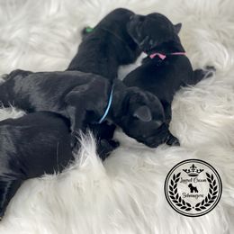 Miniature Schnauzer Puppies from Laurel Crown Schnauzers