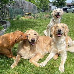 Golden Retriever All Grown Up from Continued Traditions Farmstead
