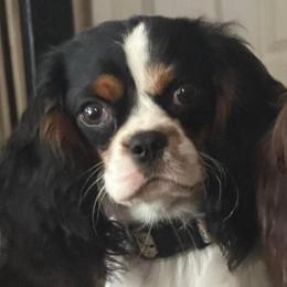 Queenie - Cavalier King Charles Spaniel